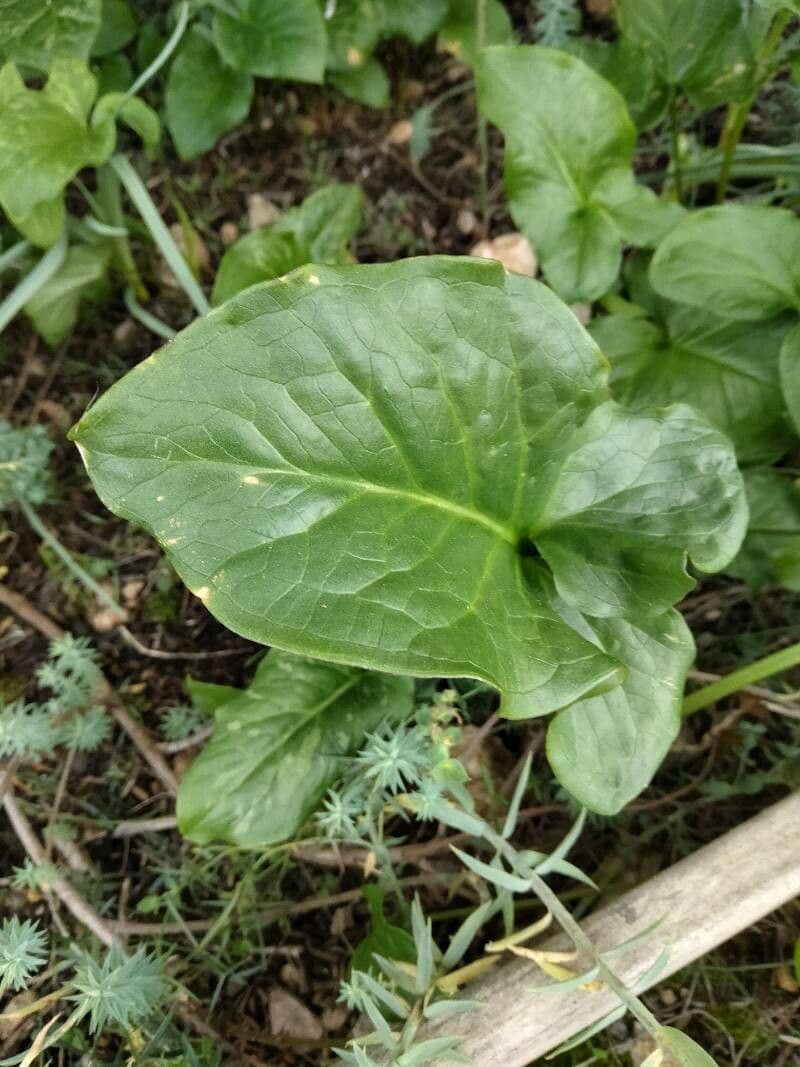 Cylindrical Calla 19