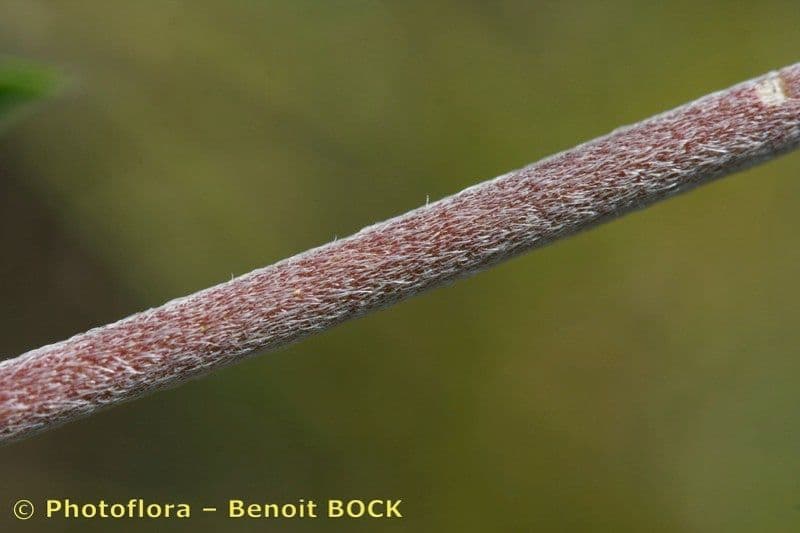 Vulneraria 21