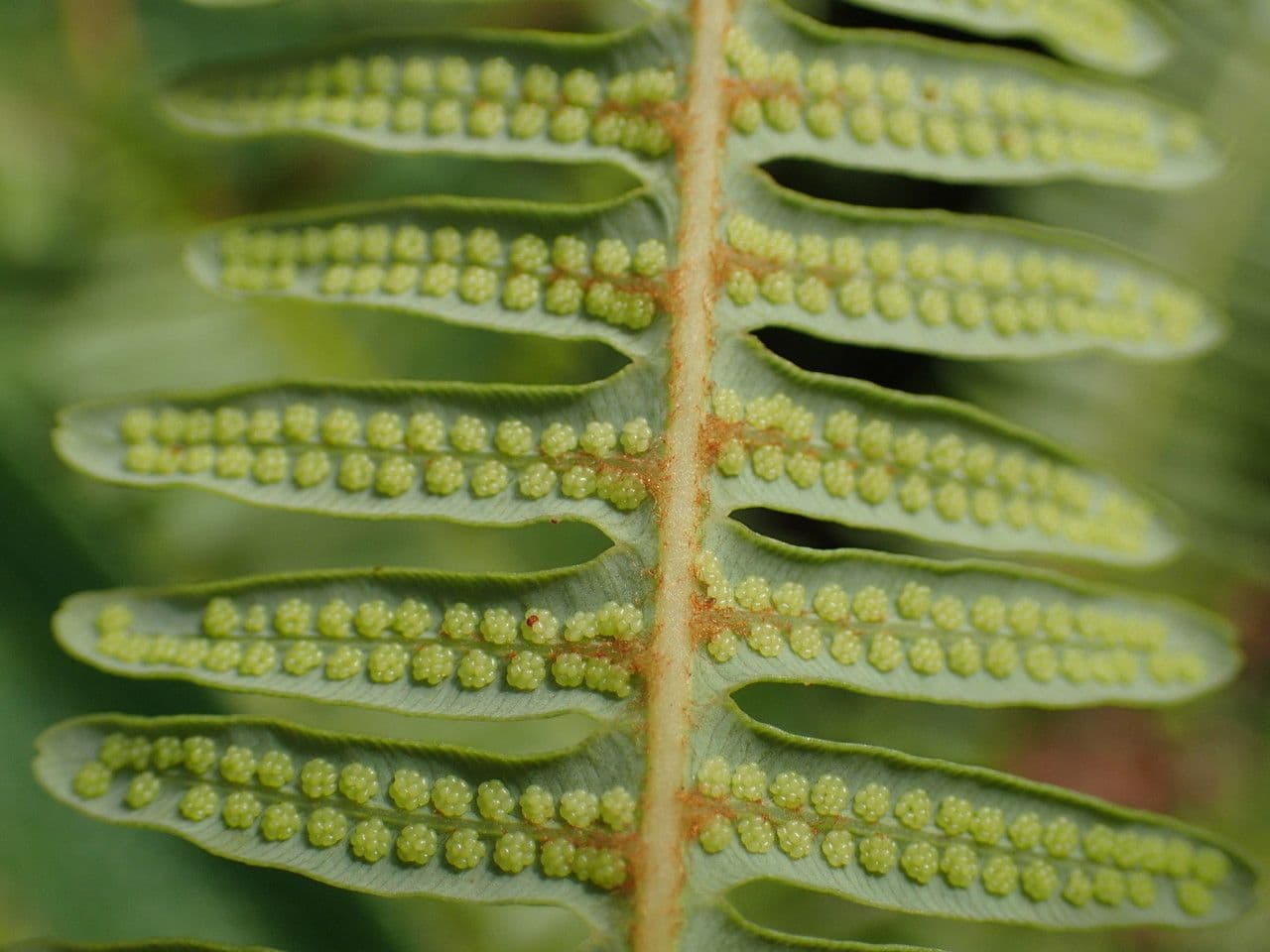 Dicranopteris linearis