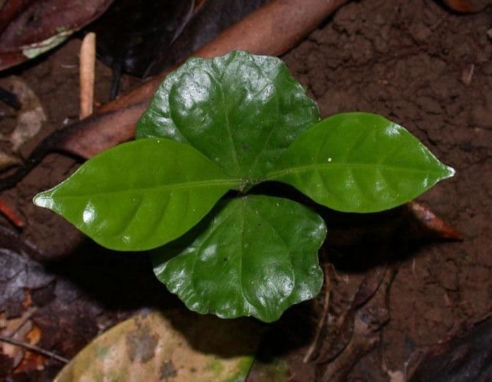 Caféier Robusta 11