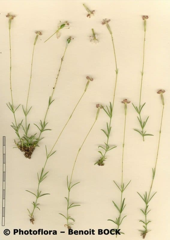Silene saxifraga 25