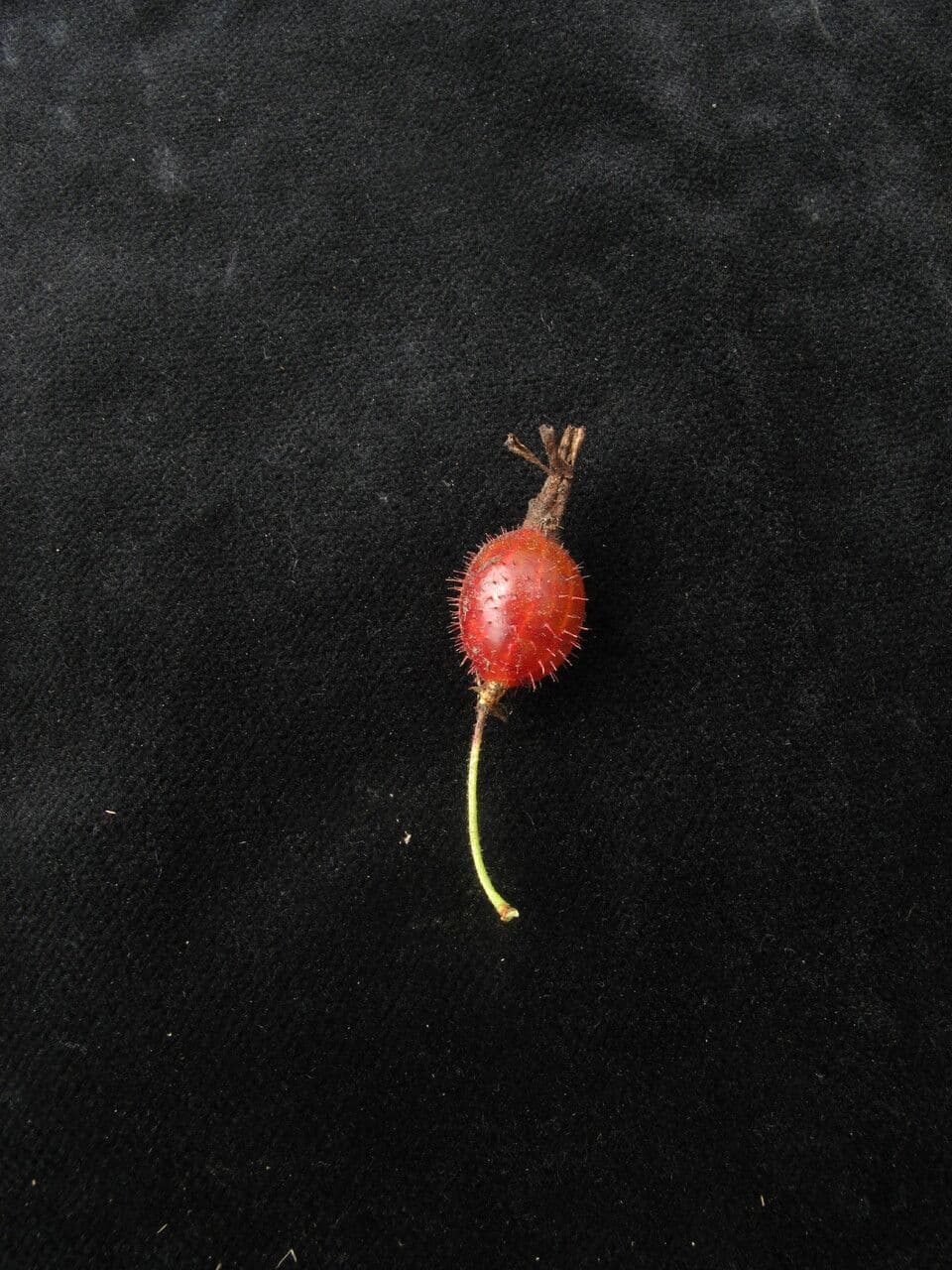 Ribes 8