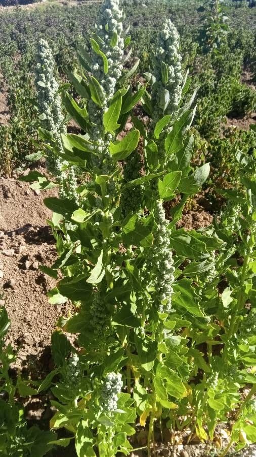 Quinoa 15