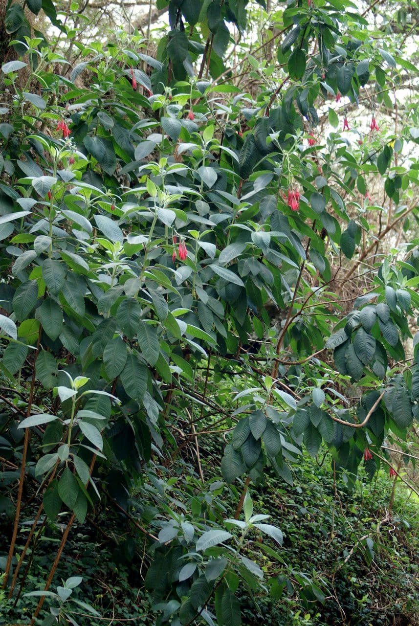 Fuchsien 14