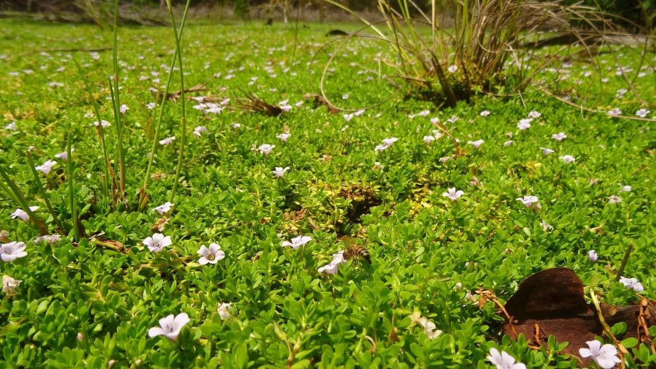 Brahmi 6