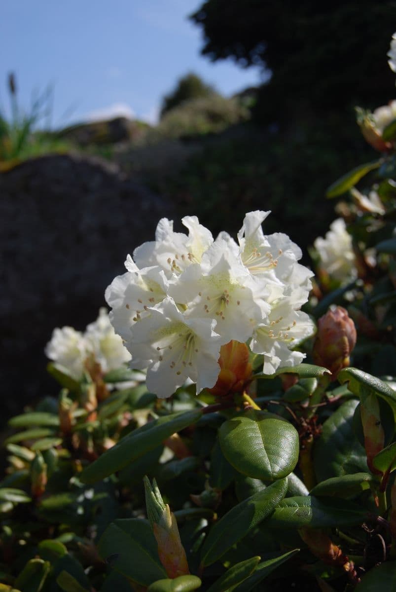 Rododendro dorato