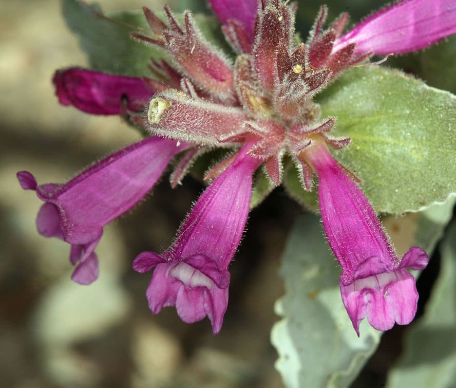 Penstemon