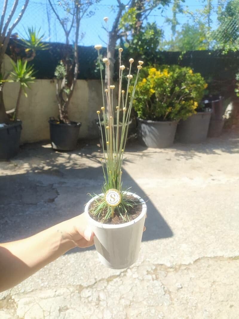 Syngonanthus 6