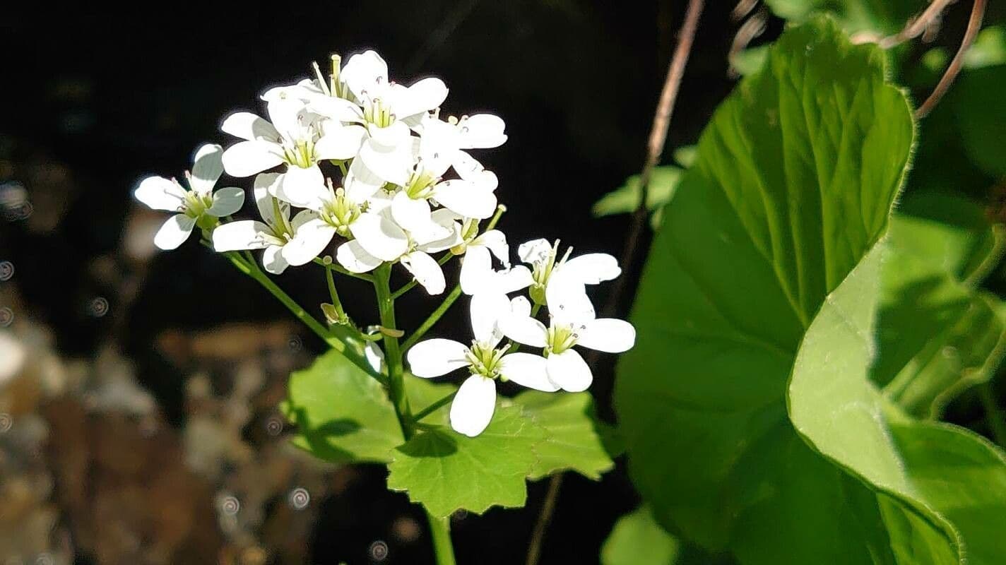 Gadia asarifolia 8
