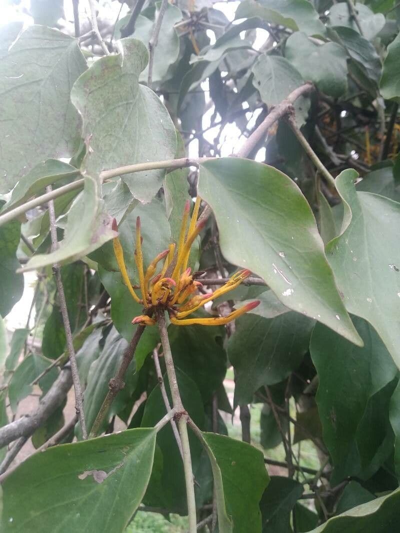 Phragmanthera
