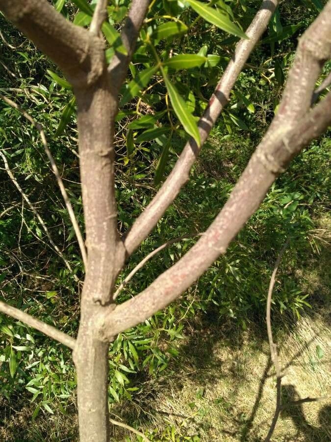 Sesbania virgata 7