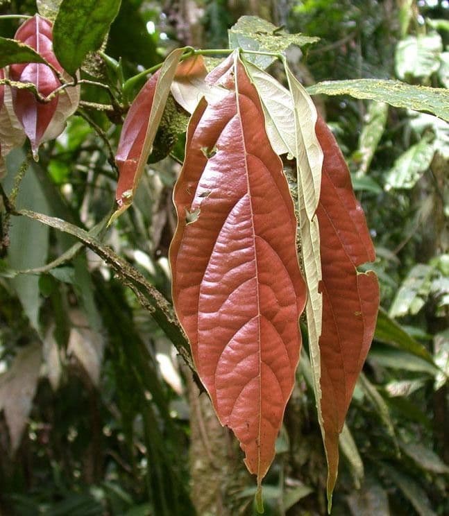 Rourea 3