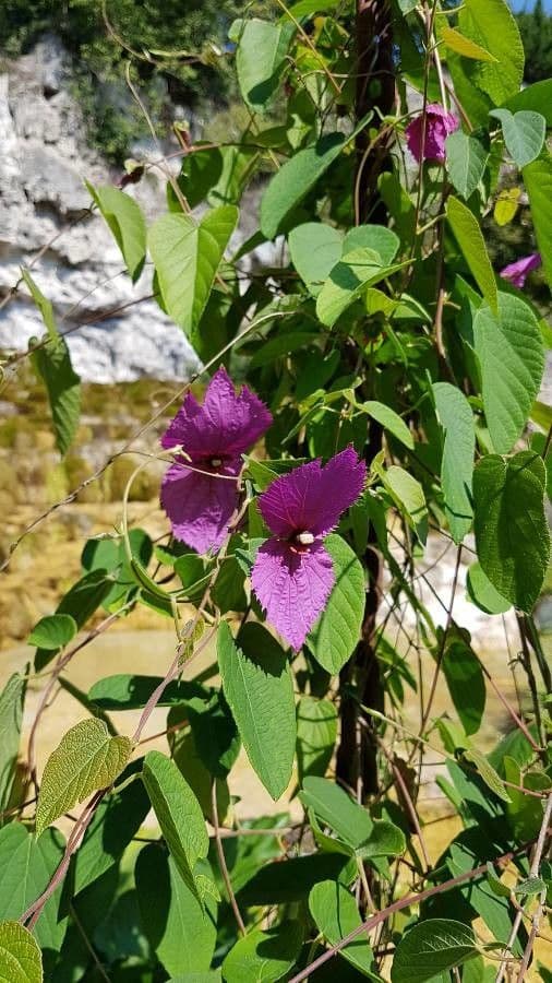 Dalechampia 7