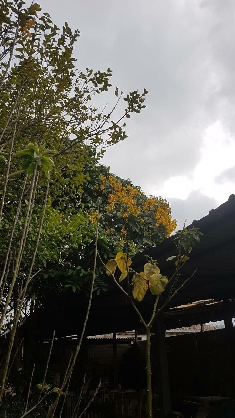 Senna viarum 4