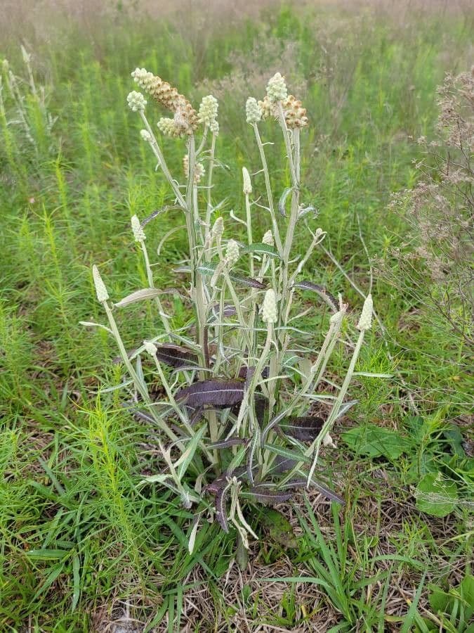 Pterocaulon 7