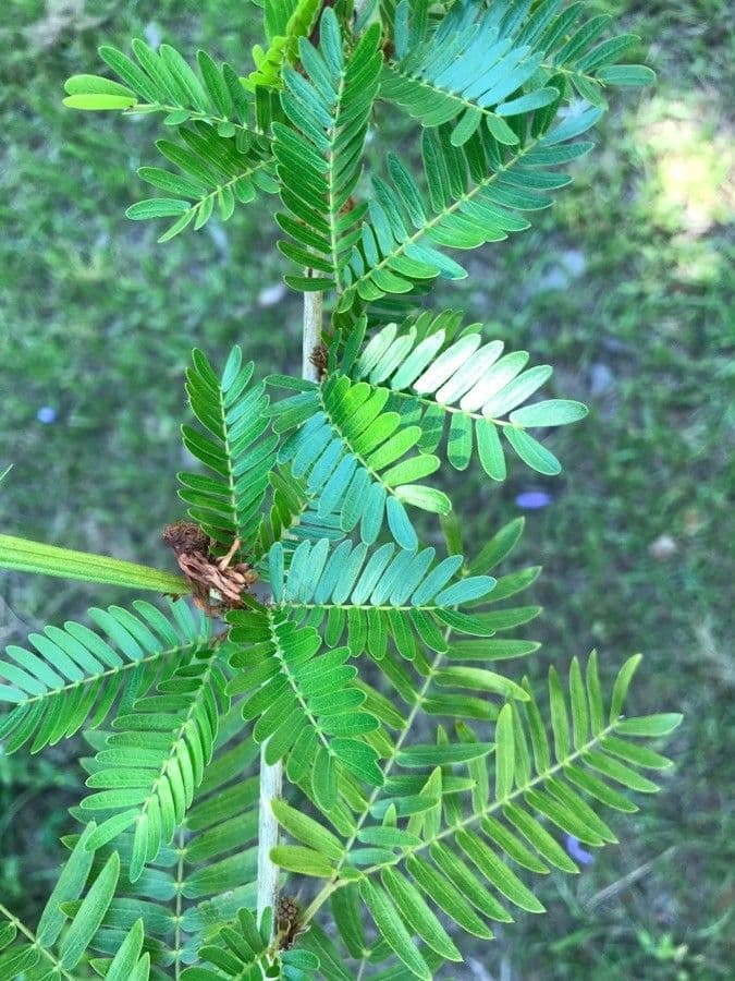 Calliandra del Suriname 19
