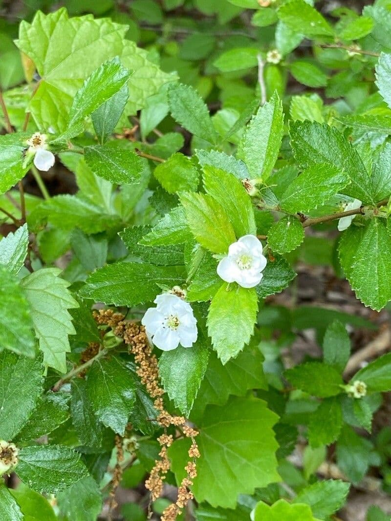 Dwarf hawthorn 4