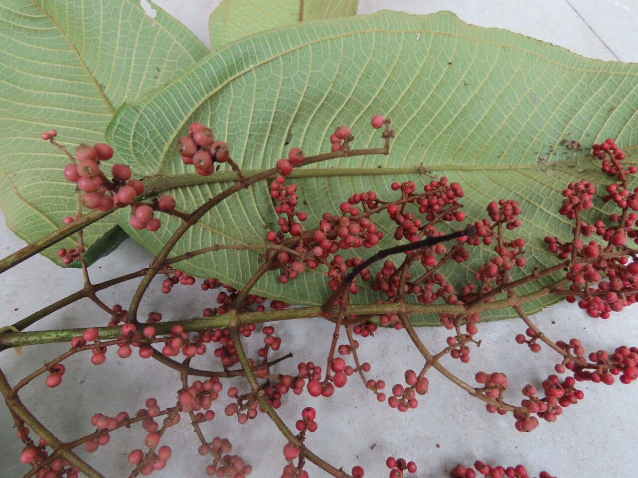 Miconia 4