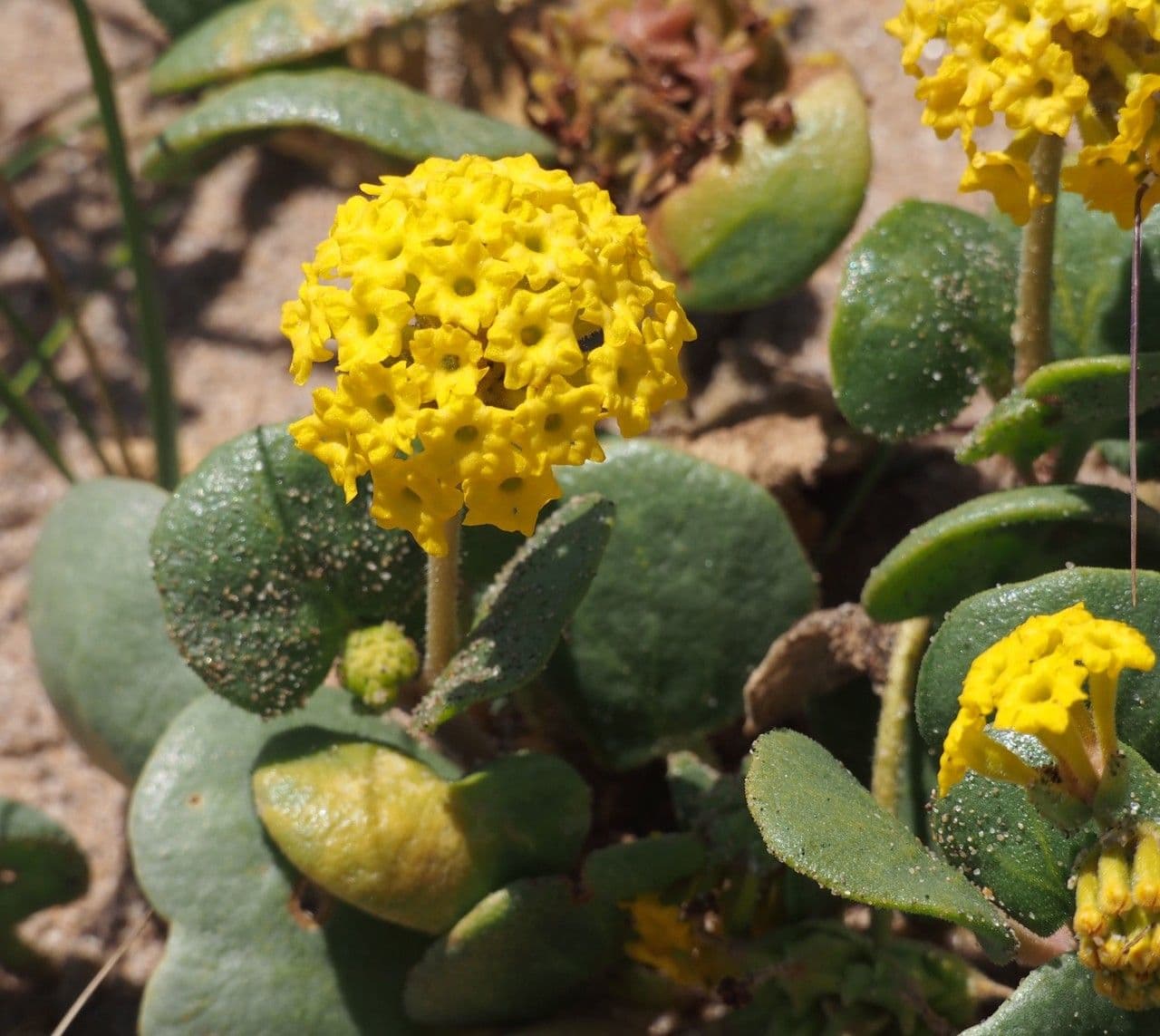 Abronia 9