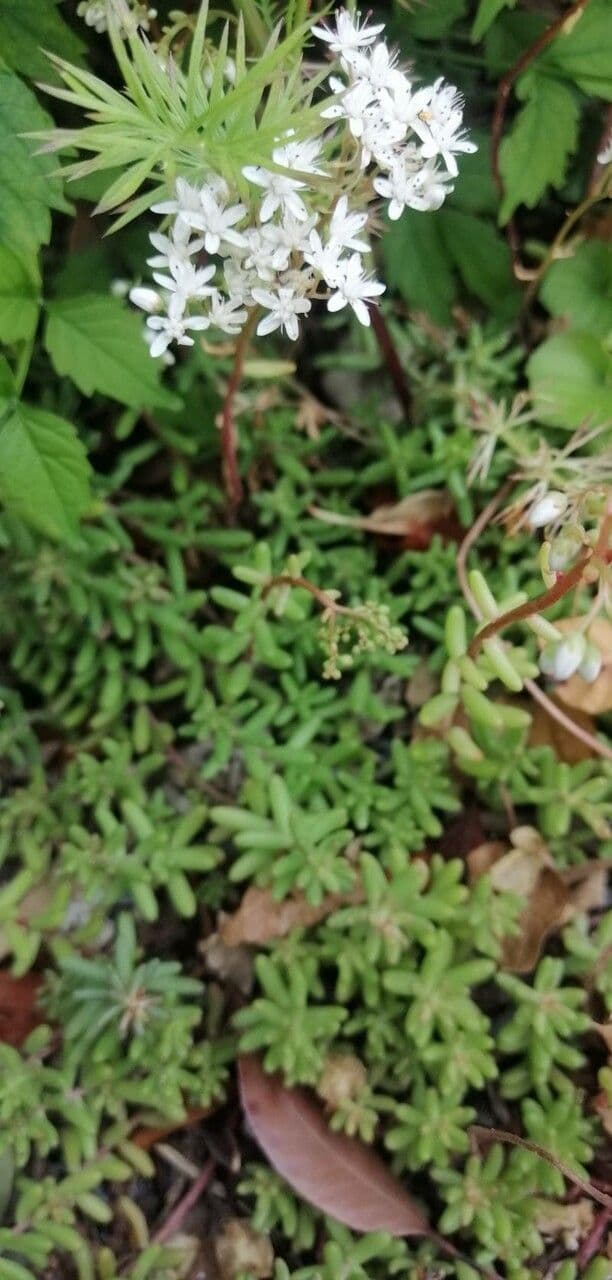 Sedum 3
