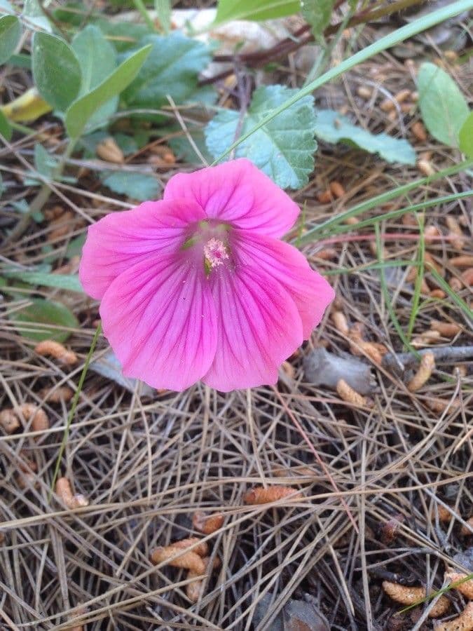 Malope malacoides 3
