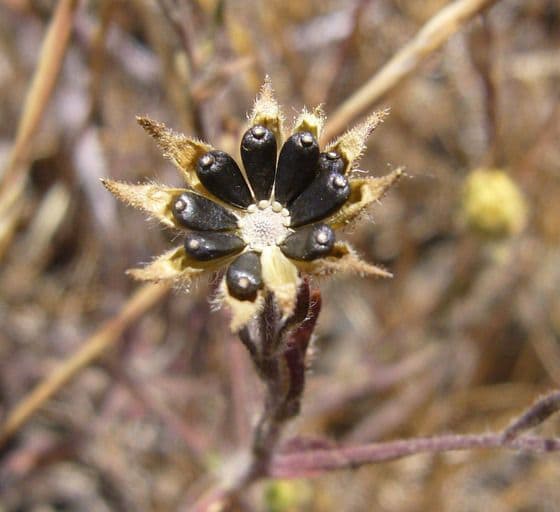Hemizonia zoskupená 2