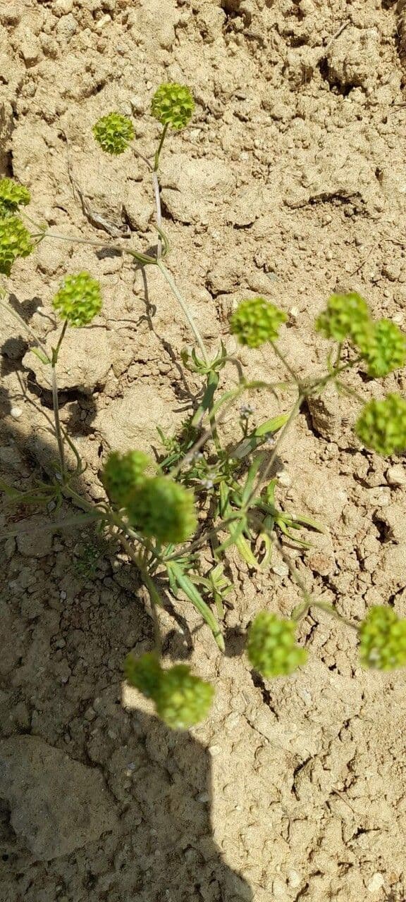 Valerianella coronata 7