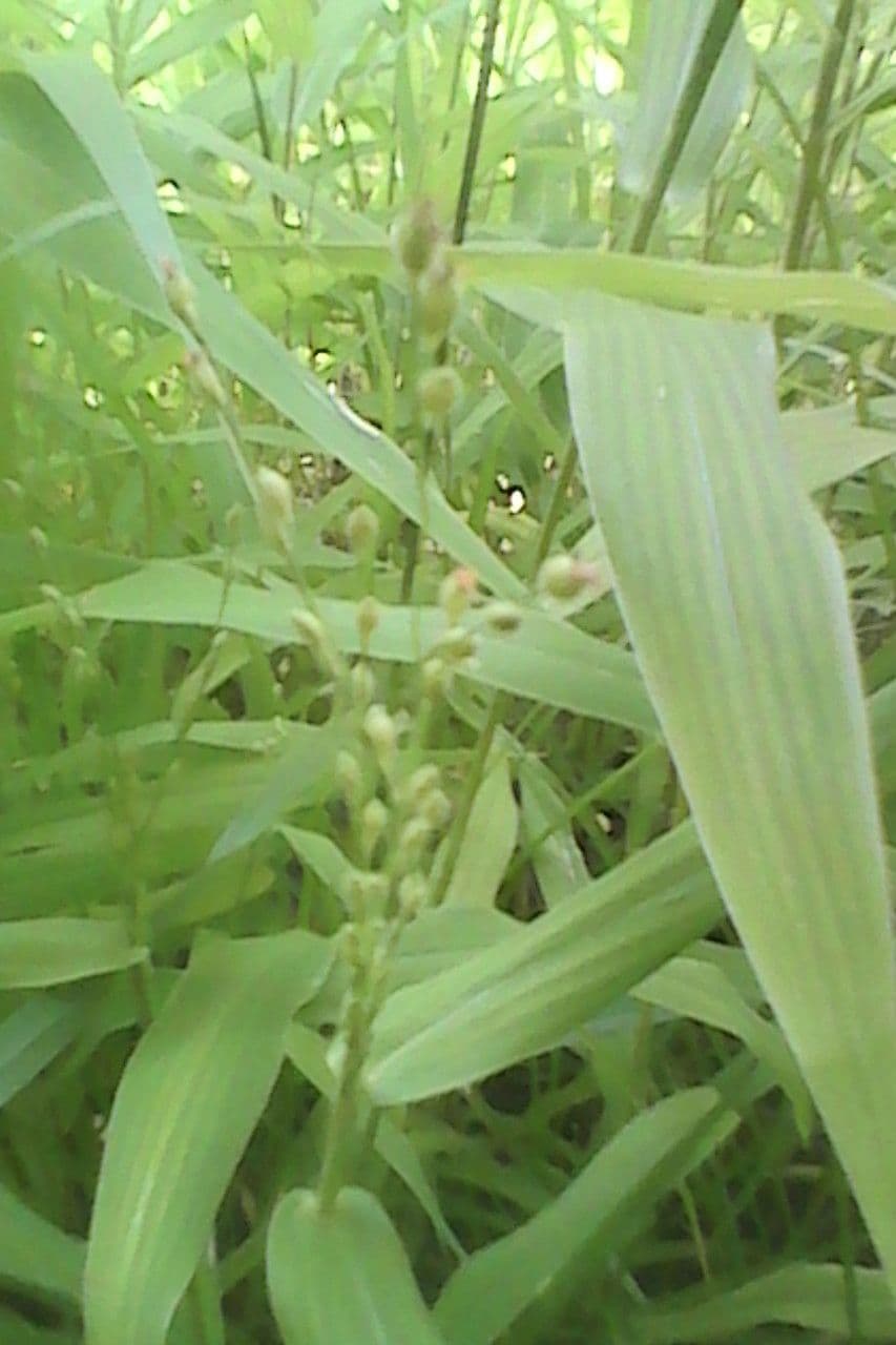 Gabel-Gras 5