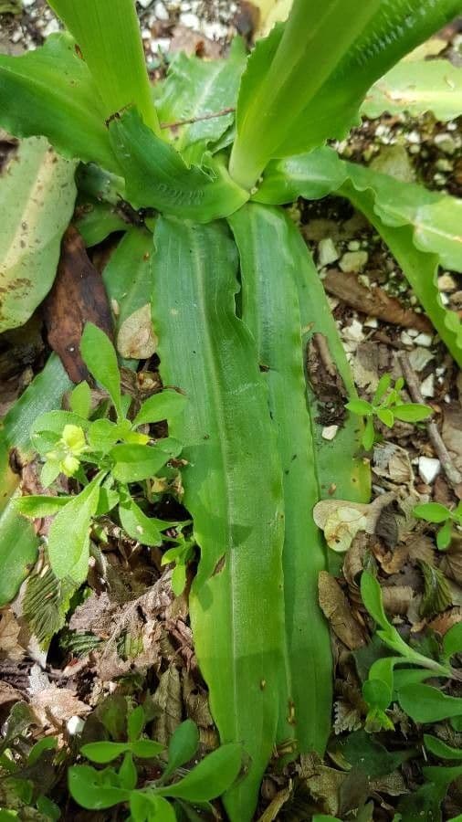 Orchide Uomo Nudo 13