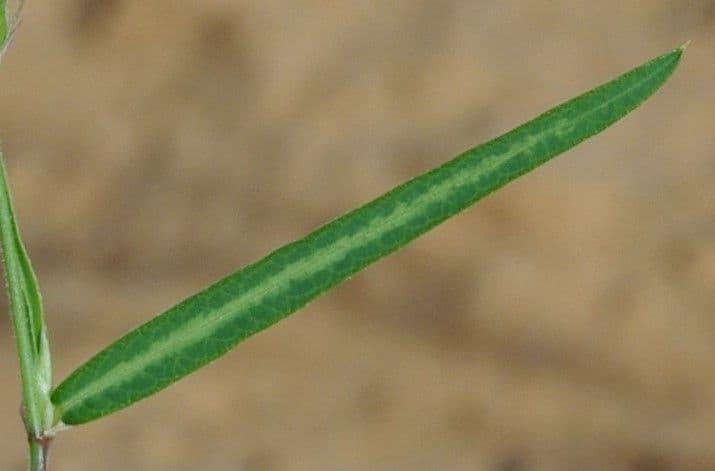 Alysicarpus ovalifolius 9