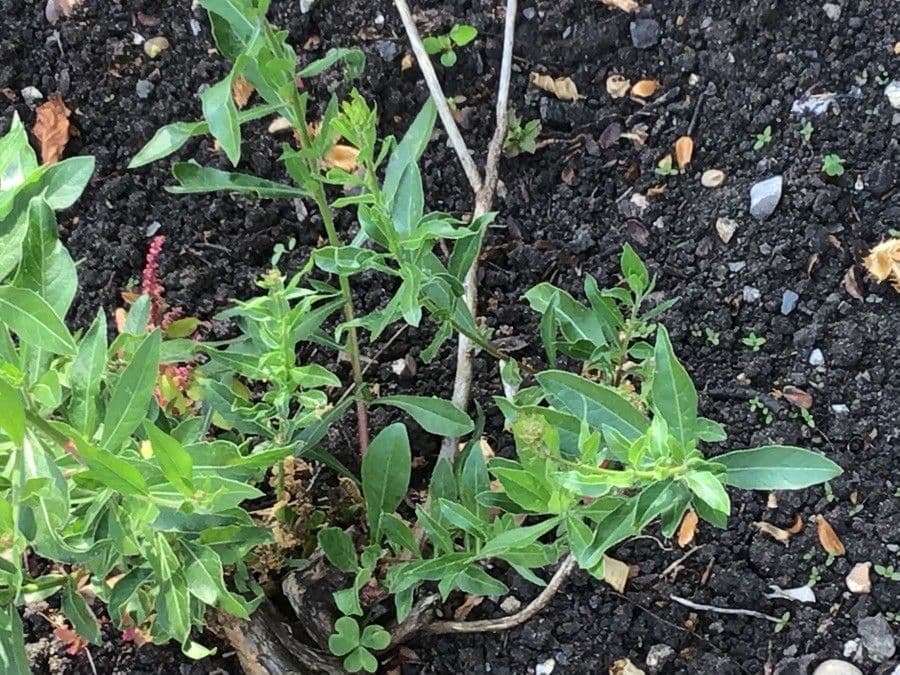 Oenothera rhombipetala 4