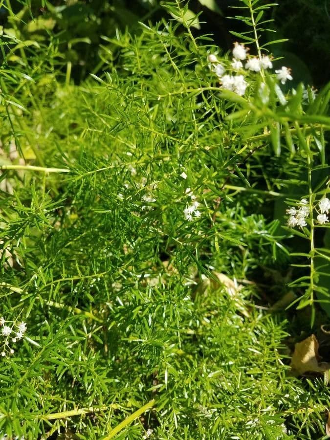 Chřest zapojil 27