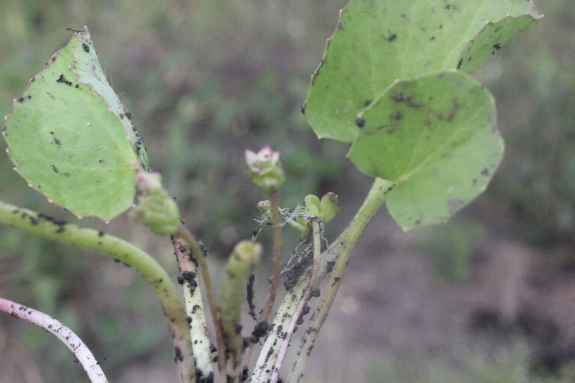 Centella erecta 4