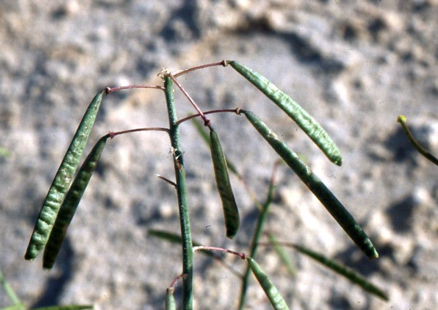 Diplotaxis harra 24