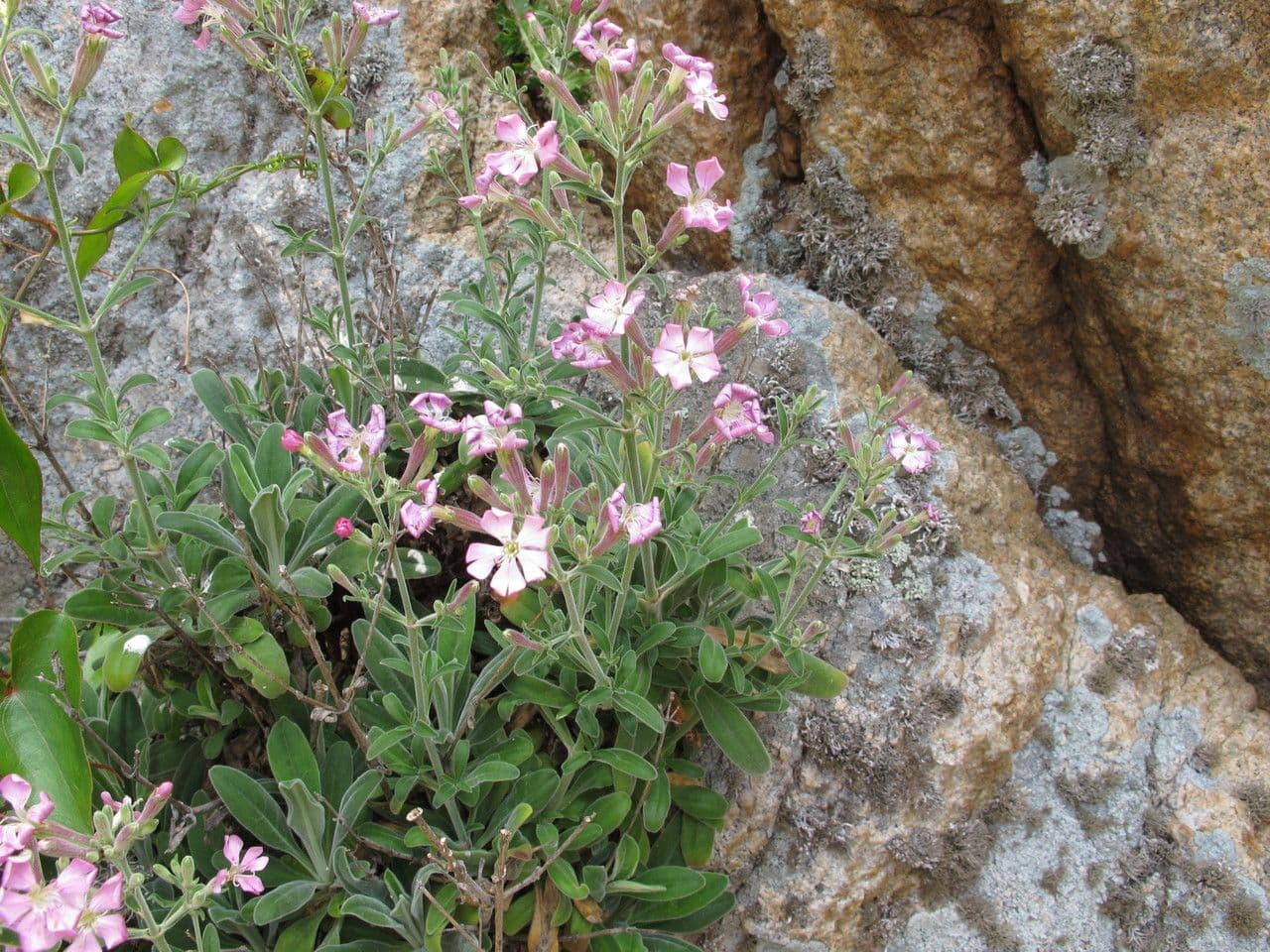 Silene 9