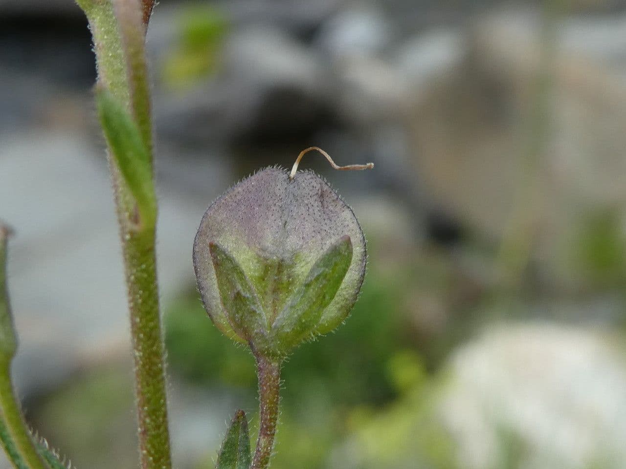 Veronica ponae 5