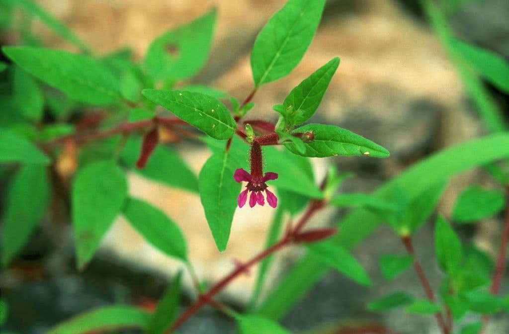 Cuphea viscosissima 6