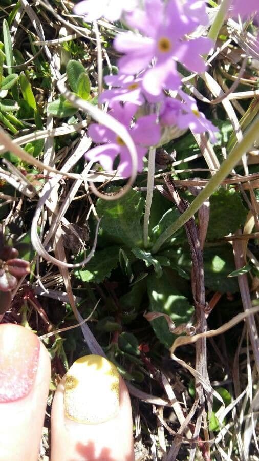 Primula farinosa 14