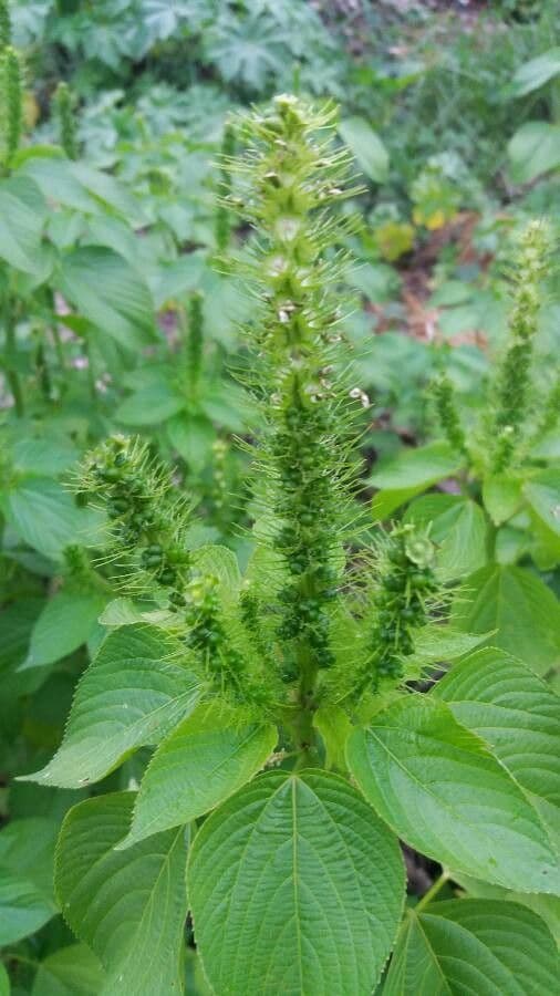 Acalypha