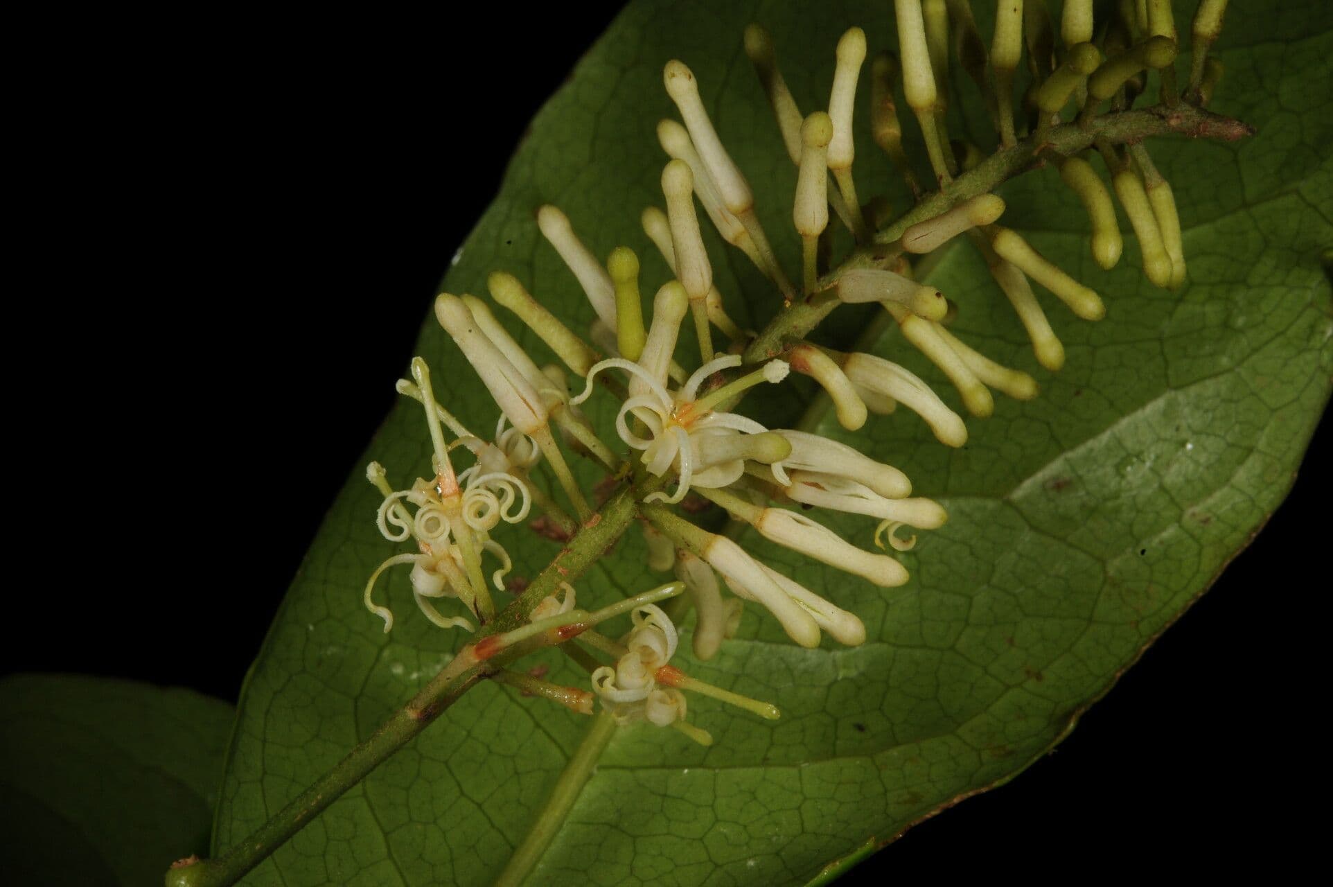Panopsis costaricense 2