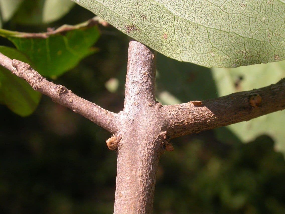 Forestiera 12