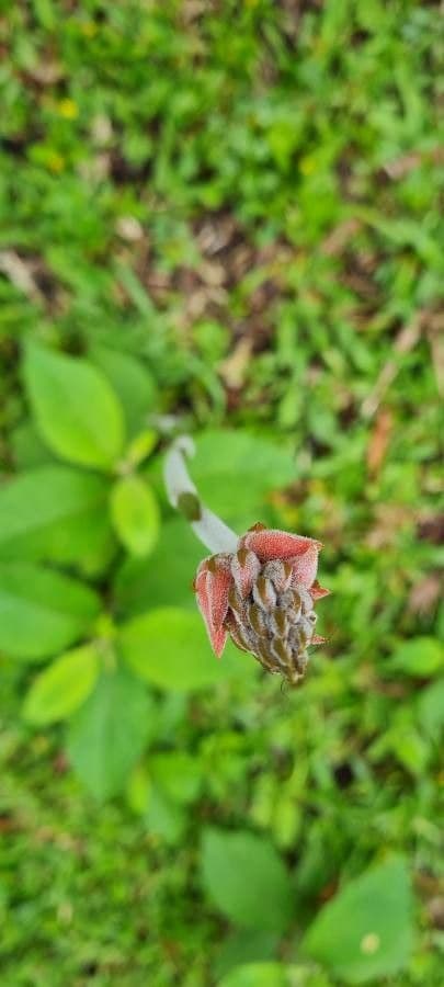 Sacoila lanceolata 5