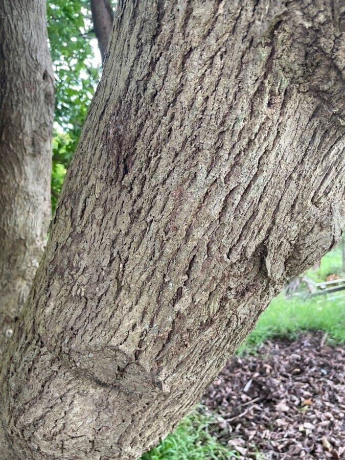Vitex lucens 19