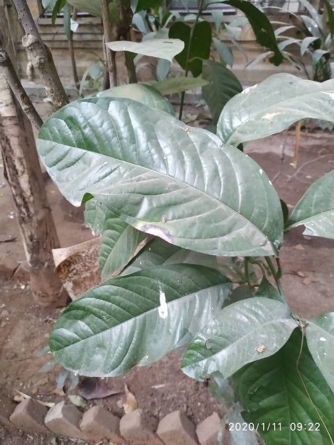 Magnolia coco 2