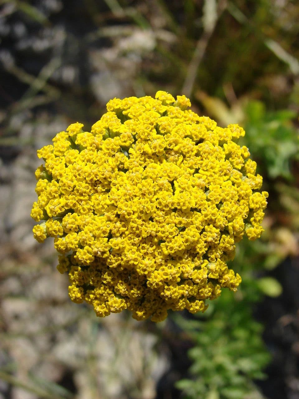 Achillea 24
