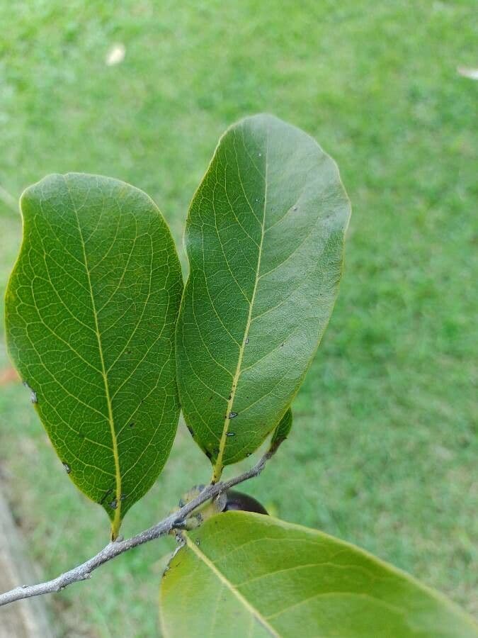 Diospyros 8