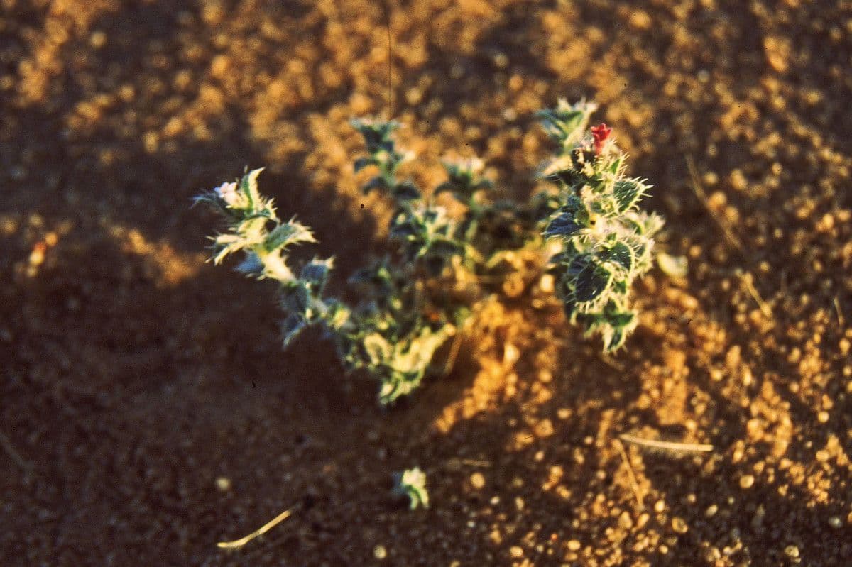 Moltkiopsis ciliata 6