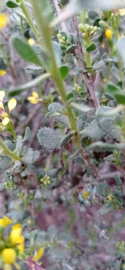 Falsa ginestra 13