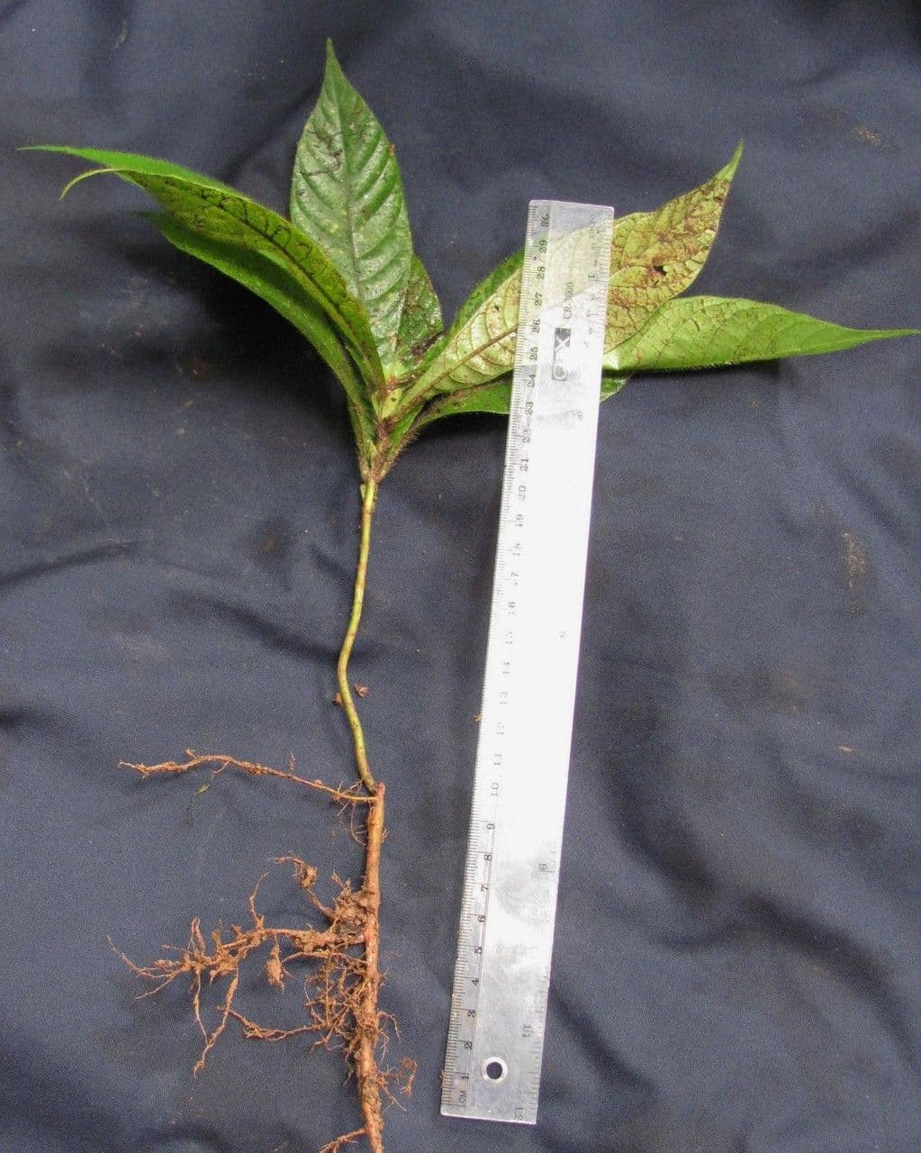 Elaeagia 10