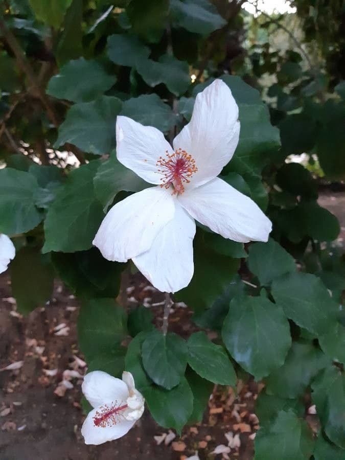 Hibisco di Waimea 5